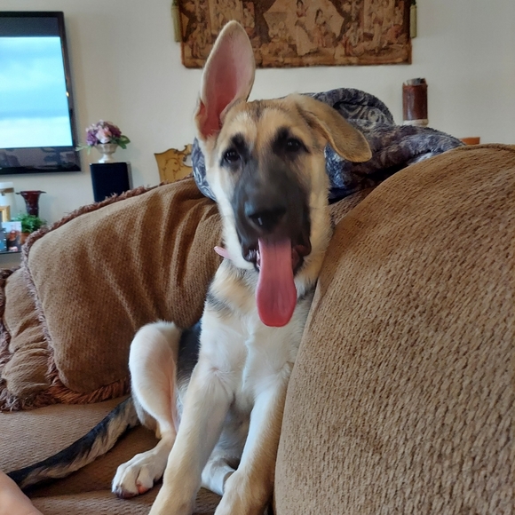 💫Meet your Posher, Missy 👑🍷🗼 - Picture 10 of 10